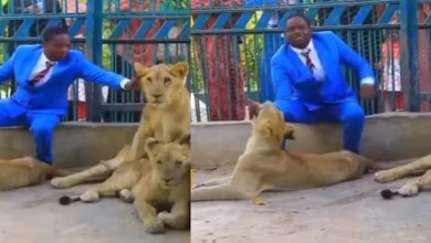 Photo of ‘ईश्वर करेंगे हिफाजत…’ जब शेरों के पिंजरे में पादरी ने खुद को किया बंद, क्या हुआ फिर… देखें वायरल VIDEO